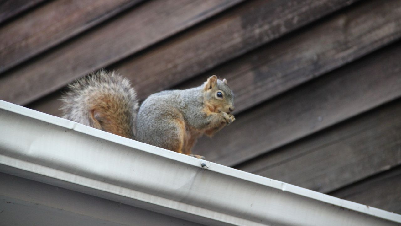 Illinois roofs pest-free